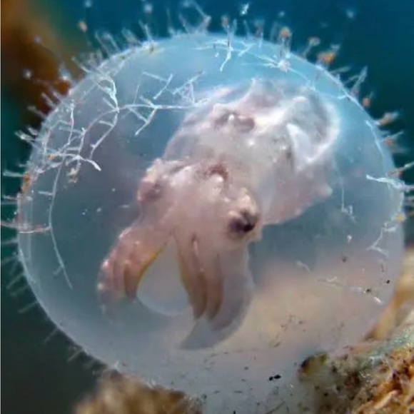 chromesquid